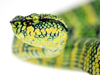 Waglers Viper (Tropidolaemus wagleri)