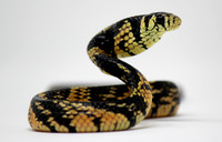 Tiger Rat Snake (Spilotes pullatus)