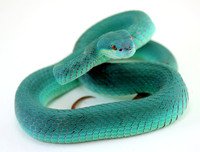 White-Lipped Island Viper (Trimeresurus albolabris insularis)