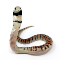 Coral Cobra (Aspidelaps lubricus cowlesi)