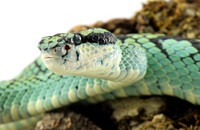 Sri Lankan Palm Viper (Trimeresurus trigonecepholus)