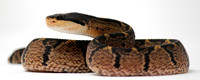 Black-Headed Bushmaster (Lachesis melanocephala)
