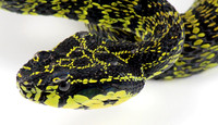 Bourret's Viper (Trimeresurus jerdonii bourreti)