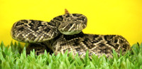 Don't Tread On Me Series