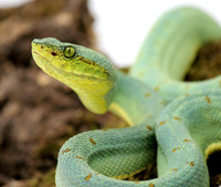 Amazonian Palm Viper (Bothriopsis bilineata)