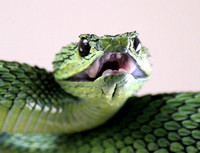 Great Lakes Bush Viper (Atheris nitschei)