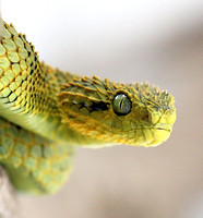 Broadleyi Bush Viper (Atheris broadleyi)