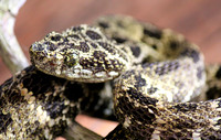 Speckled Forest Viper (Bothriechis taeniata)