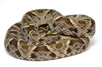 Terciopelo (Bothrops asper)