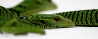 Green Tree Monitor (Varanus prasinus)
