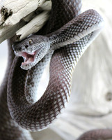 Mangrove Viper (Trimeresurus purpureomaculatus)