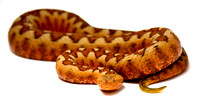 Horned Viper (Vipera ammodytes)