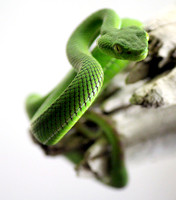 Gumprecht's Viper (Trimeresurus grumprechti)