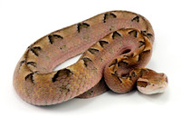 Malayan Pit Viper (Calloselasma rhodostoma)