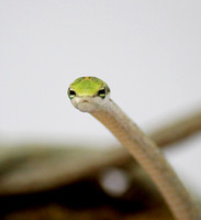 Twig Snake (Thelotornis capensis)