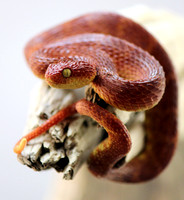 Variable Bush Viper (Atheris squamigera)