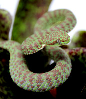 Beautiful Pit Viper (Cryptelytrops venustus)