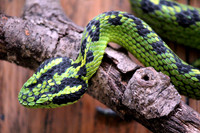 Yellow-Blotched Palm Viper (Bothriechis aurifer)